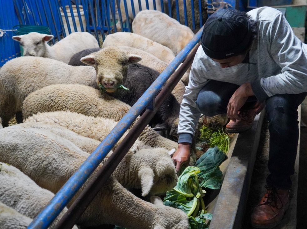 Bantuan Kambing Domba Lokal Kelompok Karya Makmur 06 Diduga Habis Dijual, Sistem Lemahnya Pengawasan Balai Veteriner Lampung