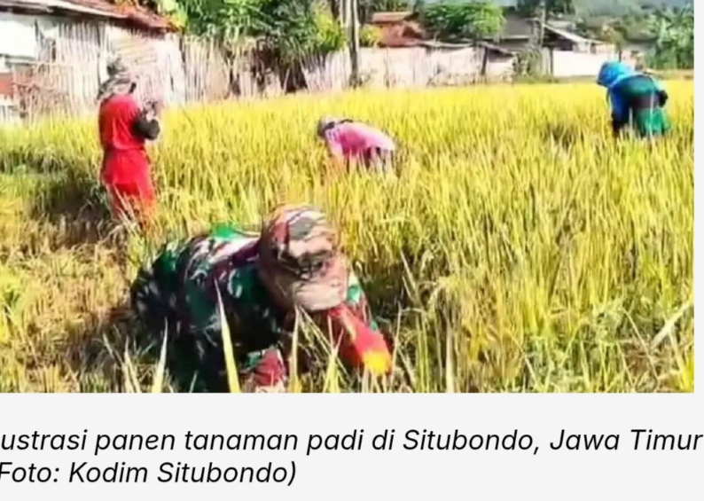 Sepuluh Komoditas Pertanian Dapat Alokasi Pupuk Bersubsidi